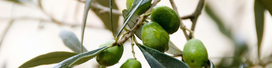 Squalane